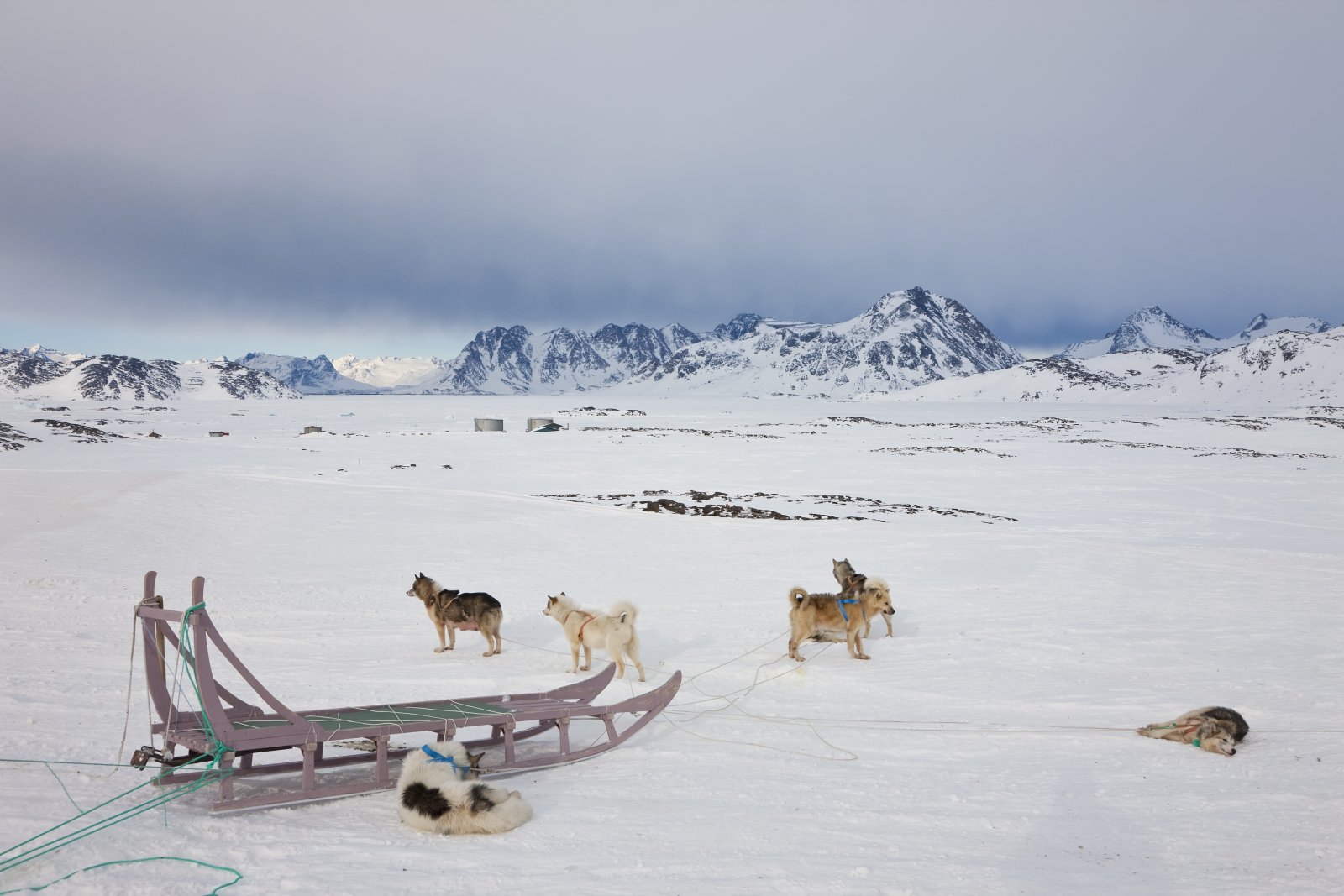 Wpływ zanieczyszczeń na zdrowie zwierząt arktycznych